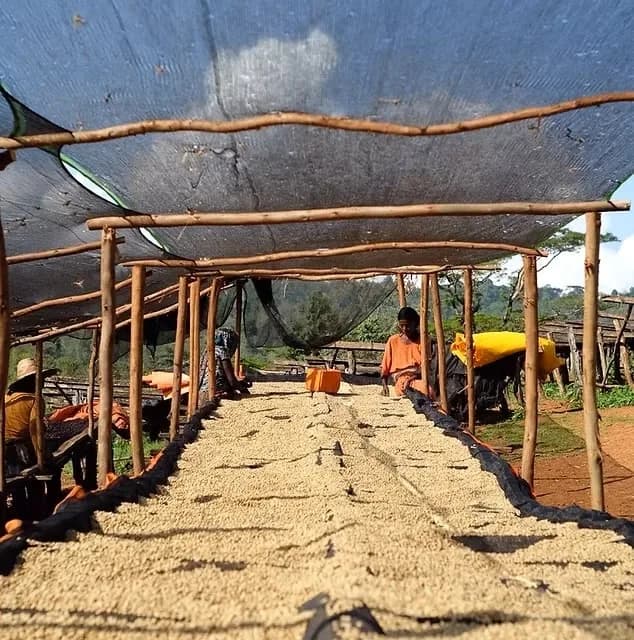 Workers hand-sorting coffee on raised drying beds under shade netting