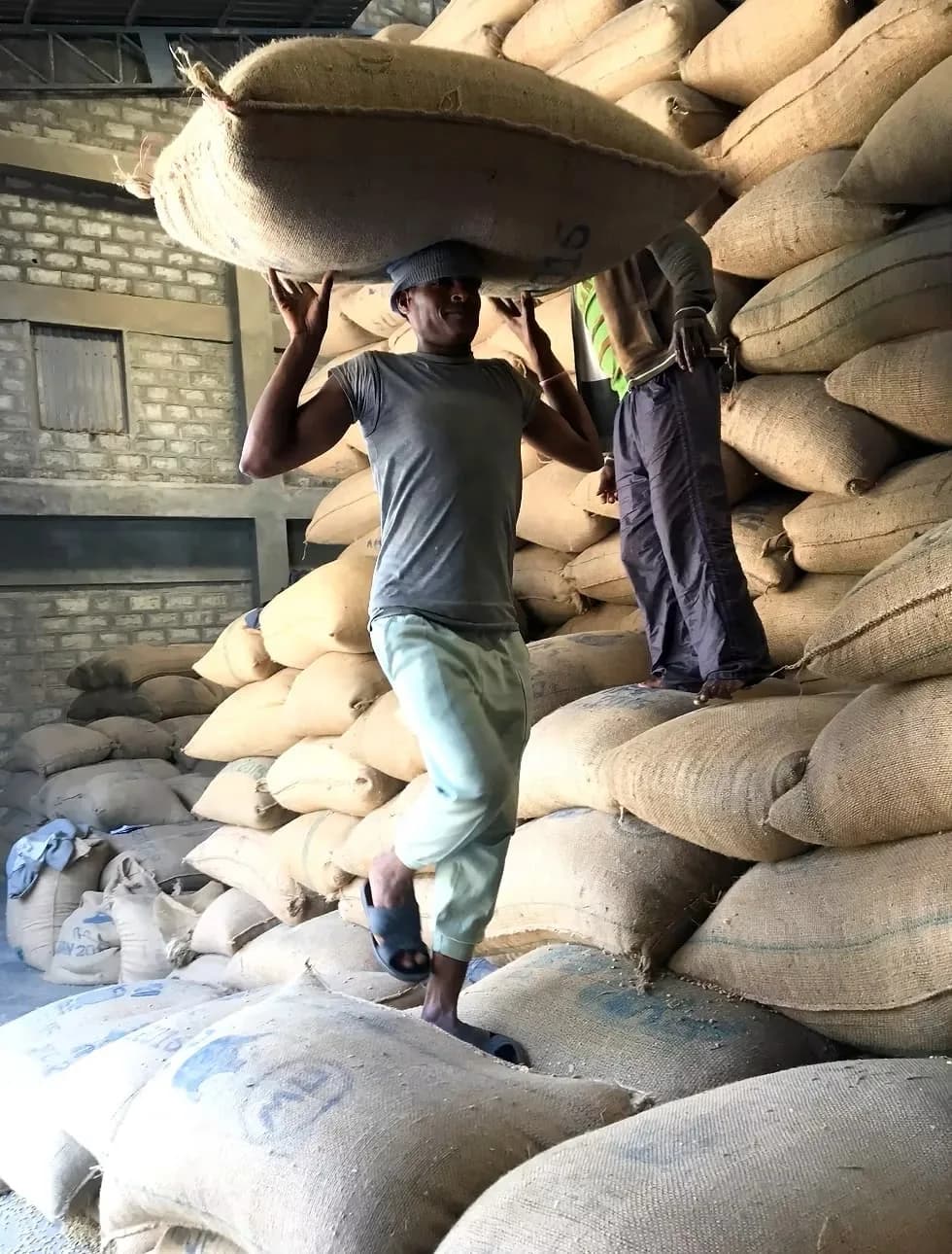 A warehouse worker carrying a jute sack of coffee on his head past stacked sacks