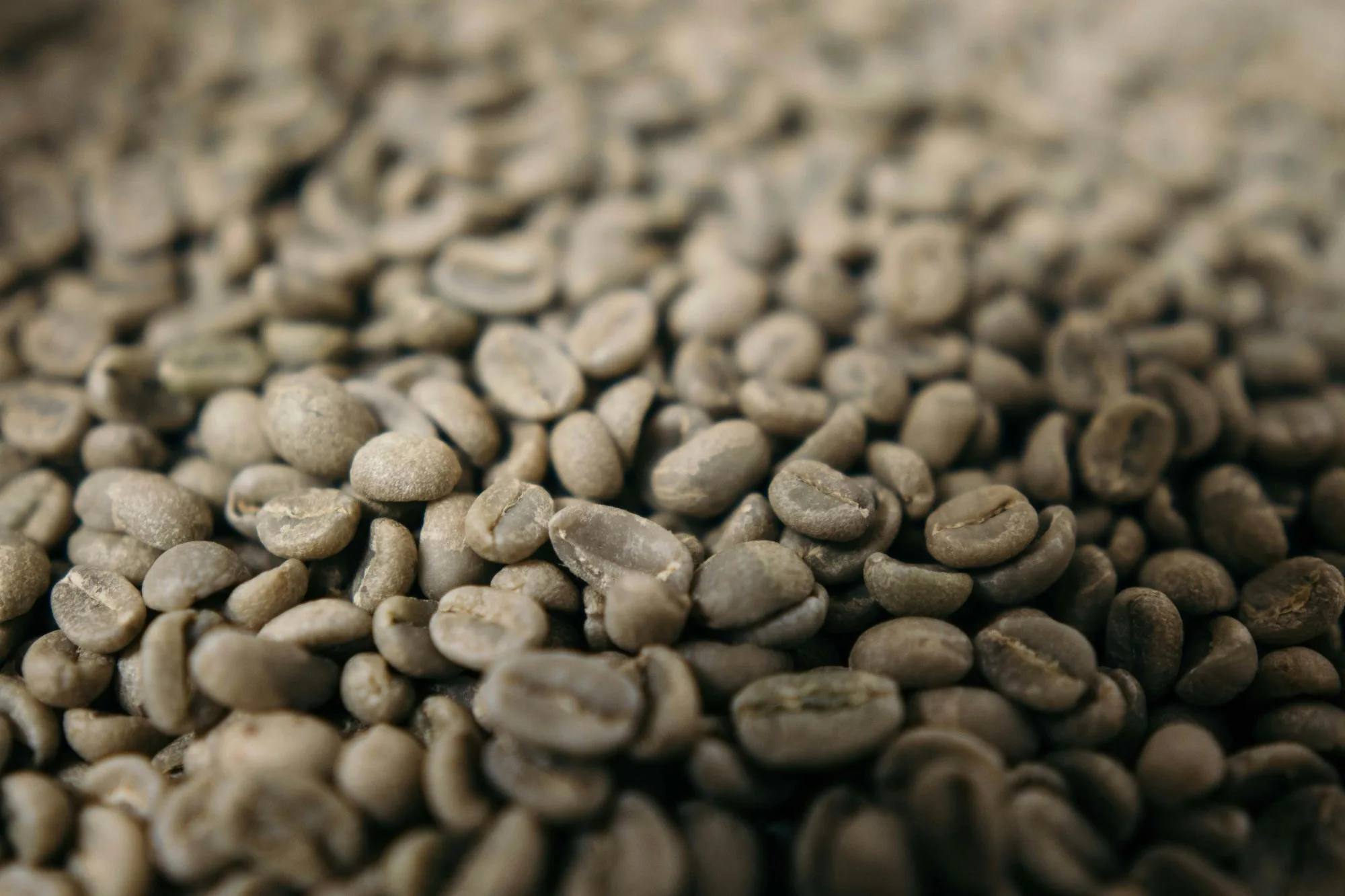 Close-up of green coffee beans
