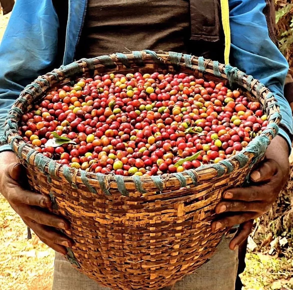 A woven basket full of freshly picked red and yellow coffee cherries held by a picker