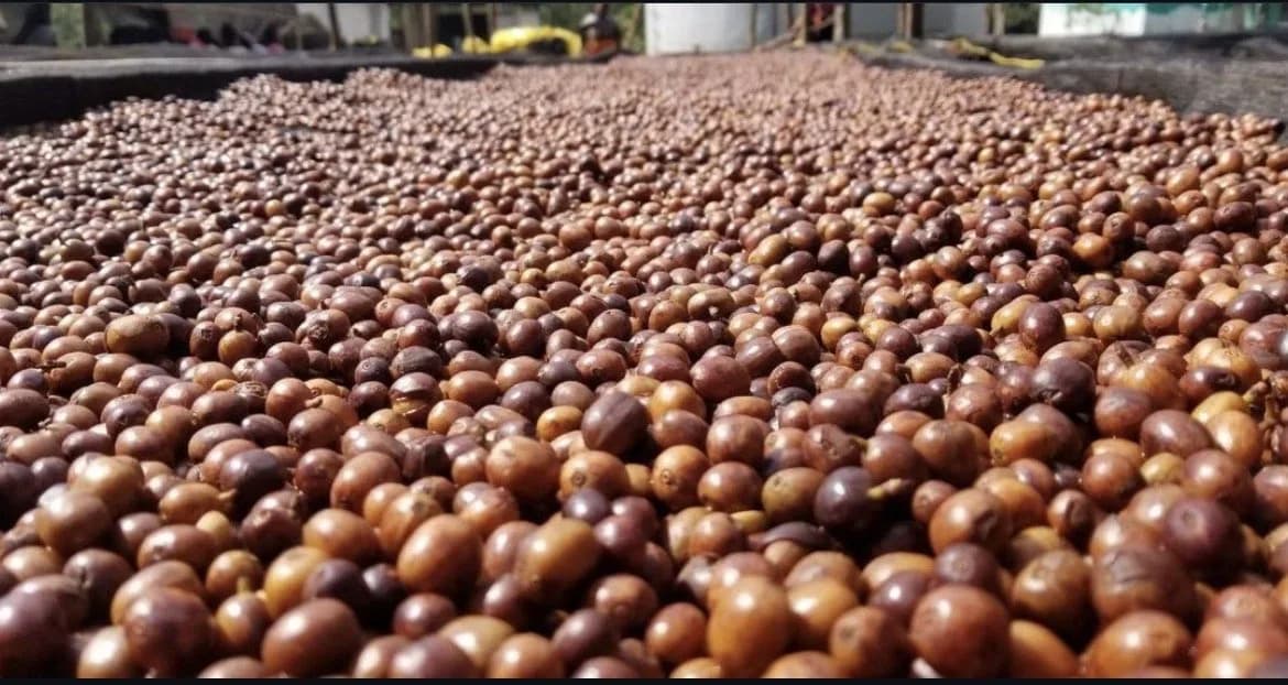 Whole coffee cherries drying on a raised bed as natural-process coffee
