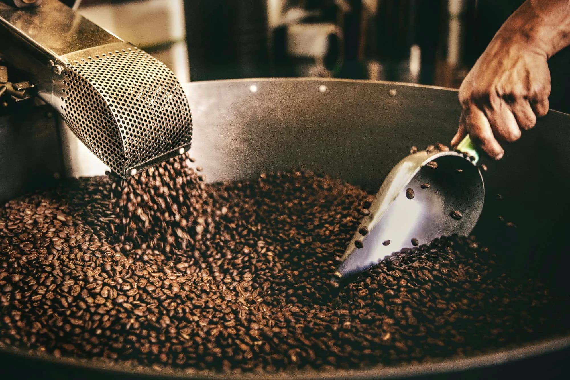 Freshly roasted coffee beans falling into a cooling tray while a hand scoops them