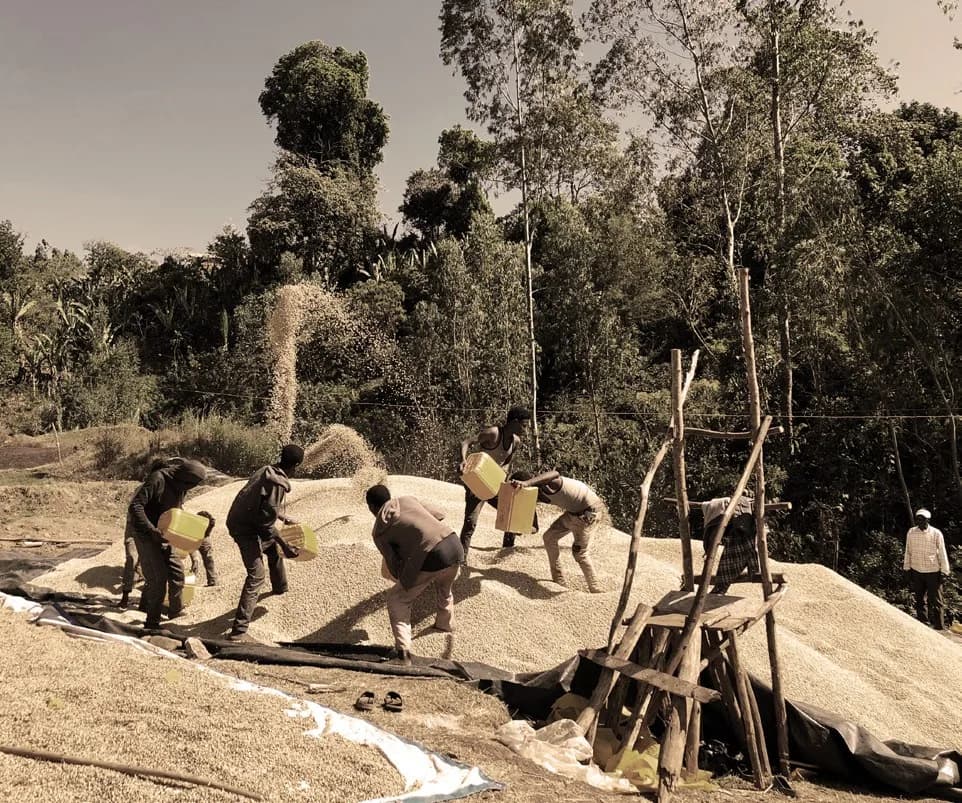Workers pouring and turning coffee on large drying beds in Ethiopia's coffee country
