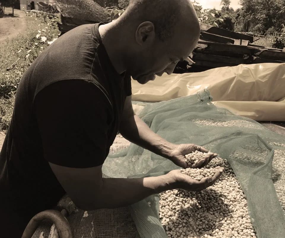 Checking the quality of coffee drying on mesh at a farm in Ethiopia