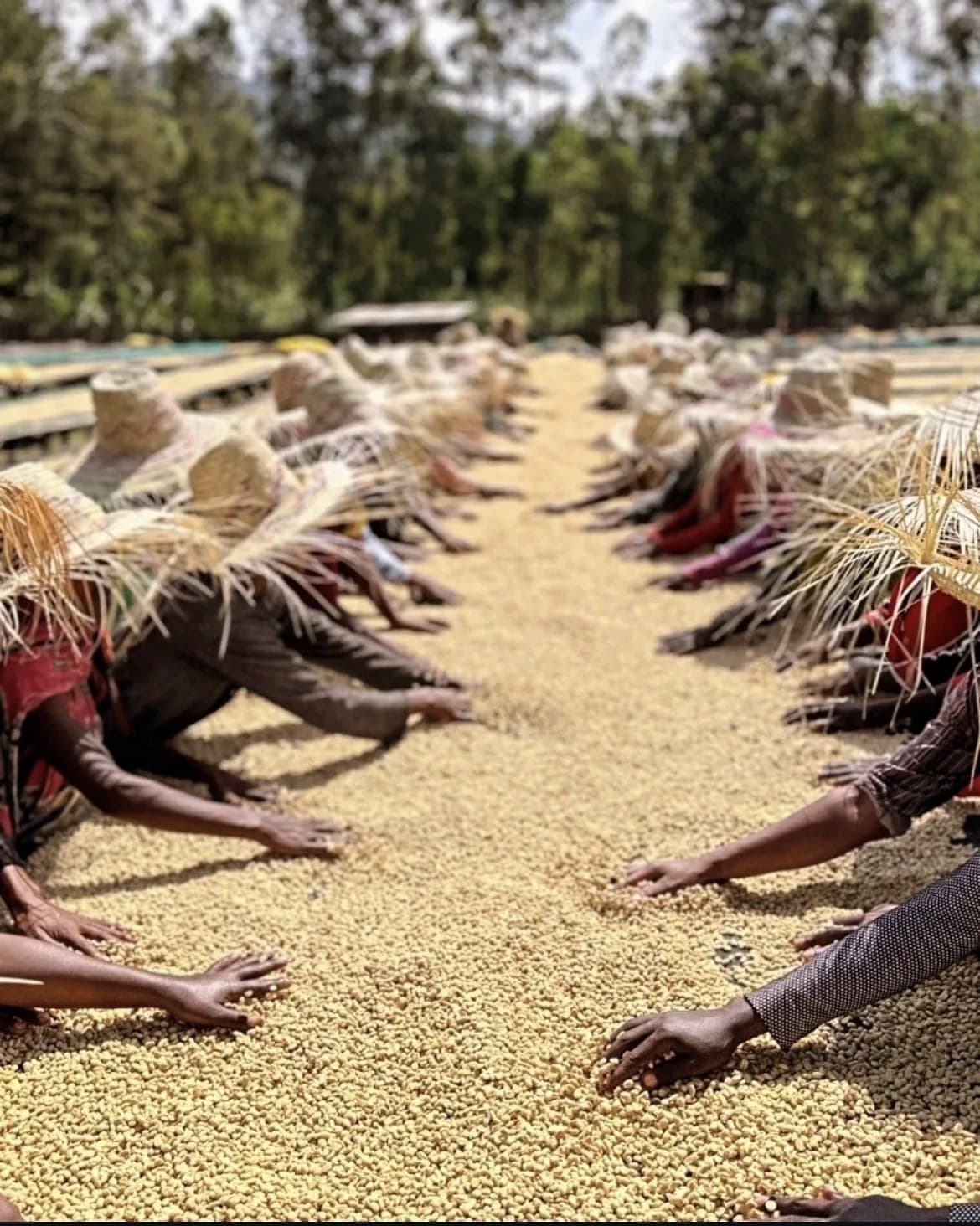 Workers in wide straw hats hand-sorting washed coffee parchment on raised drying beds