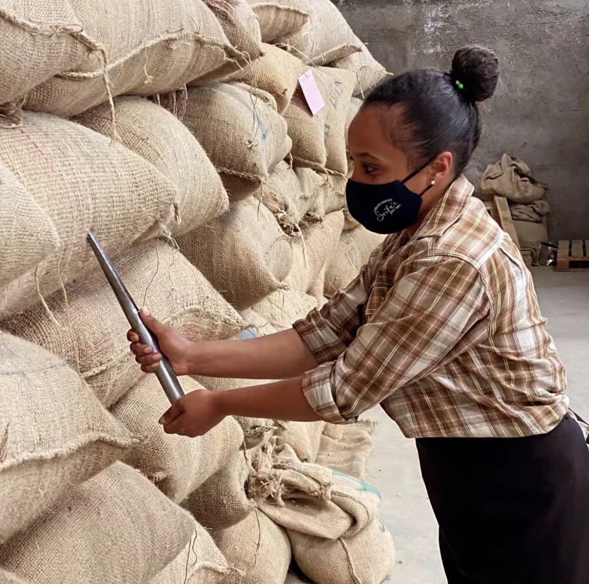 A quality controller drawing a sample from a jute coffee sack with a sampling trier in a warehouse